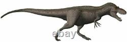 1.2 Daspletosaurus Tyrannosaur Fossil Tooth Cretaceous Dinosaur T-Rex COA Stand