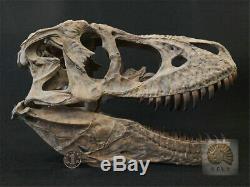 1/4 Tyrannosaurus Rex Head Skull Dinosaur Skeleton Animal Trex GK Collector Toys