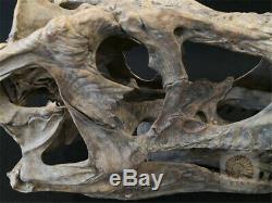1/4 Tyrannosaurus Rex Head Skull Dinosaur Skeleton Animal Trex GK Collector Toys