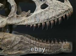 1/4 Tyrannosaurus Rex Head Skull Dinosaur Skeleton Trex GK Animal Collector Toys