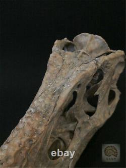 1/4 Tyrannosaurus Rex Head Skull Dinosaur Skeleton Trex GK Animal Collector Toys