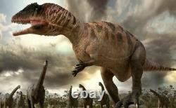 2.1 Carcharodontosaurus Fossil Tooth Cretaceous Dinosaur African T-Rex COA