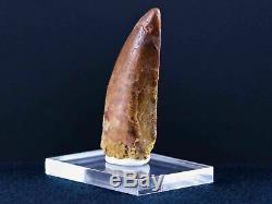 2.3 IN Carcharodontosaurus Fossil Dinosaur Serrated Tooth T-Rex COA & Stand