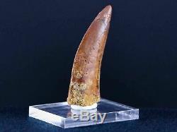 2.3 IN Carcharodontosaurus Fossil Dinosaur Serrated Tooth T-Rex COA & Stand