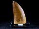 2.5 IN Carcharodontosaurus Fossil Dinosaur Tooth African T-Rex Free Stand & COA