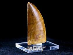 2.5 IN Carcharodontosaurus Fossil Dinosaur Tooth African T-Rex Free Stand & COA