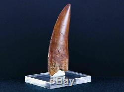 2.7 IN Carcharodontosaurus Fossil Dinosaur Serrated Tooth T-Rex COA & Stand