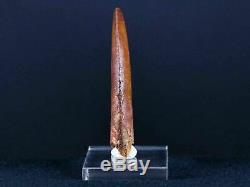 2.7 IN Carcharodontosaurus Fossil Dinosaur Serrated Tooth T-Rex COA & Stand