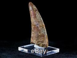 2.9 IN Carcharodontosaurus Fossil Dinosaur Tooth African T-Rex Free Stand & COA