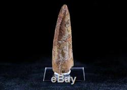2.9 IN Carcharodontosaurus Fossil Dinosaur Tooth African T-Rex Free Stand & COA