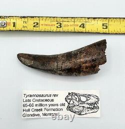3.7 Tyrannosaurus Rex Tooth X-Large Hell Creek T-Rex Dinosaur Fossil