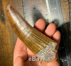 4.27 Natural Carcharodontosaurus Tooth Dinosaur Fossil Morocco T Rex Africa