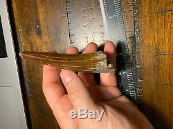 4.27 Natural Carcharodontosaurus Tooth Dinosaur Fossil Morocco T Rex Africa