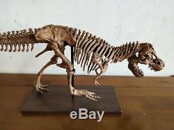 65CMDinosaur model / T-REX skeleton Model BFJ Z1901