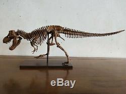 65CMDinosaur model / T-REX skeleton Model BFJ Z1901