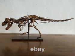 65CM, Dinosaur model / T-REX skeleton Model BFJ Z1901