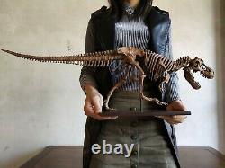 65CM, Dinosaur model / T-REX skeleton Model BFJ Z1901