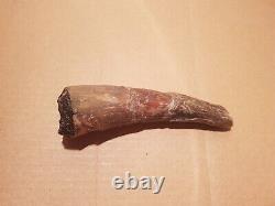 6.3 Big Ugly T-Rex Tooth-dinosaur fossil 16 cm