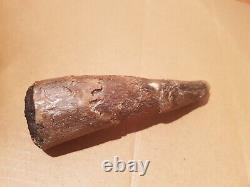 6.3 Big Ugly T-Rex Tooth-dinosaur fossil 16 cm