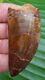 AFRICAN T-REX Carcharodontosaurus Dinosaur Tooth 2 & 15/16 in. NATURAL