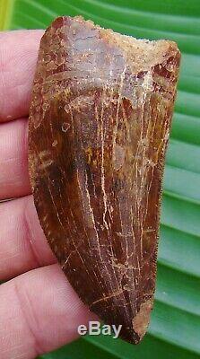 AFRICAN T-REX Carcharodontosaurus Dinosaur Tooth 2 & 15/16 in. NATURAL