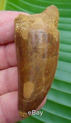 AFRICAN T-REX Carcharodontosaurus Dinosaur Tooth 2.60 in. REAL DINO FOSSIL