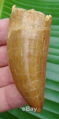 AFRICAN T-REX Carcharodontosaurus Dinosaur Tooth 3.10 in. REAL DINO FOSSIL