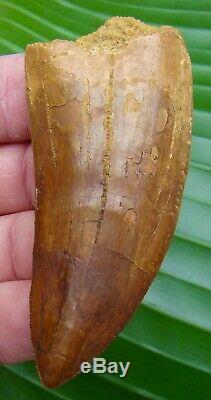 AFRICAN T-REX Carcharodontosaurus Dinosaur Tooth 3 & 1/2 in. LARGE SIZE