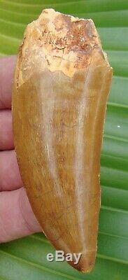 AFRICAN T-REX Carcharodontosaurus Dinosaur Tooth 3 & 1/2 in. NATURAL REAL