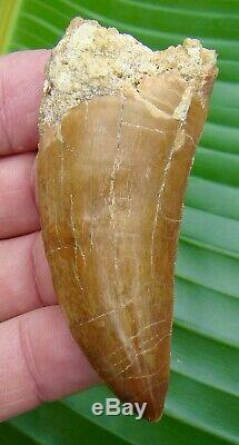 AFRICAN T-REX Carcharodontosaurus Dinosaur Tooth 3 & 1/4 in. LARGE SIZE