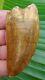 AFRICAN T-REX Carcharodontosaurus Dinosaur Tooth 3 & 1/8 in. LARGE SIZE