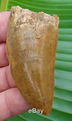AFRICAN T-REX Carcharodontosaurus Dinosaur Tooth 3 & 1/8 in. LARGE SIZE