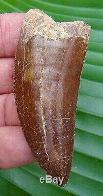 AFRICAN T-REX Carcharodontosaurus Dinosaur Tooth 3 & 3/16 in. LARGE SIZE