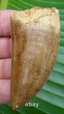 AFRICAN T-REX Carcharodontosaurus Dinosaur Tooth 3 & 3/8 in. NATURAL