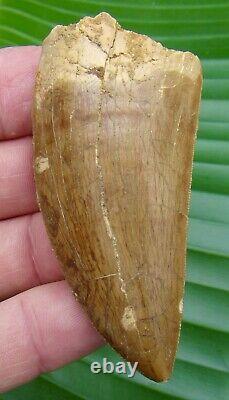 AFRICAN T-REX Carcharodontosaurus Dinosaur Tooth 3 & 3/8 in. NATURAL