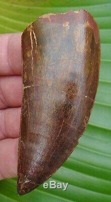 AFRICAN T-REX Carcharodontosaurus Dinosaur Tooth 3 & 7/16 DEEP RED COLOR