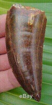 AFRICAN T-REX Carcharodontosaurus Dinosaur Tooth 3 & 7/16 DEEP RED COLOR