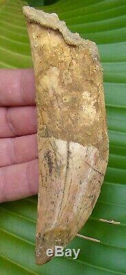 AFRICAN T-REX Carcharodontosaurus Dinosaur Tooth 5 & 3/16 RARE ROOTED