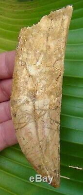 AFRICAN T-REX Carcharodontosaurus Dinosaur Tooth 5 & 3/16 RARE ROOTED