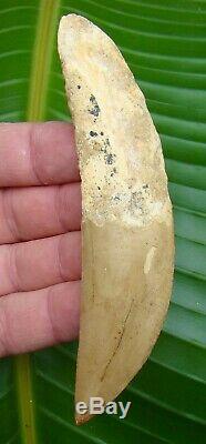 AFRICAN T-REX Carcharodontosaurus Dinosaur Tooth 5 & 7/8 with ROOT RARE