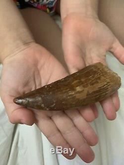 AFRICAN T-REX Carcharodontosaurus Dinosaur Tooth OVER 4in
