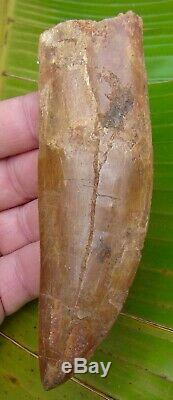 AFRICAN T-REX Carcharodontosaurus Dinosaur Tooth OVER 5 1/2 REAL FOSSIL