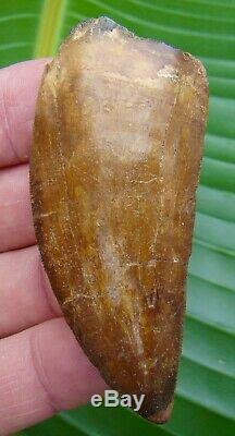 AFRICAN T-REX Carcharodontosaurus Dinosaur Tooth RED 3.00 in. REAL