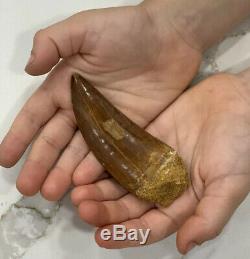 AFRICAN T-REX Carcharodontosaurus Dinosaur Tooth XL 4 & 5/16 in. NATURAL