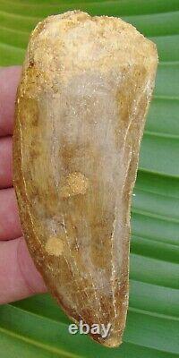 AFRICAN T-REX Carcharodontosaurus Dinosaur Tooth XL 4 in. NATURAL & REAL