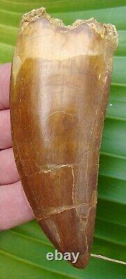 AFRICAN T-REX Carcharodontosaurus Dinosaur Tooth XXL 4 & 1/2 in. REAL