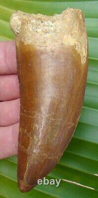 AFRICAN T-REX Carcharodontosaurus Dinosaur Tooth XXL 4 & 1/2 in. REAL