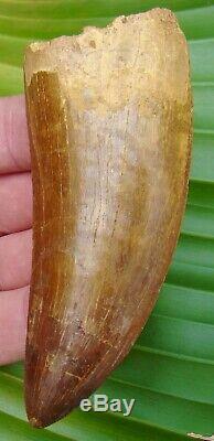 AFRICAN T-REX Carcharodontosaurus Dinosaur Tooth XXL 4 & 3/8 in. REAL