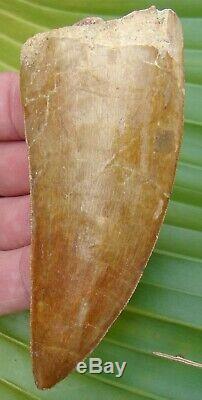 AFRICAN T-REx Carcharodontosaurus Dinosaur Tooth XL 4 & 3/8 in. NATURAL