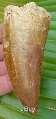 AFRICAN T-REx Carcharodontosaurus Dinosaur Tooth XL 4 & 3/8 in. NATURAL